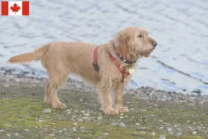 Read more about the article Basset fauve de Bretagne hodowcy i szczenięta w Kanada