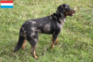 Read more about the article Hodowcy i szczenięta Beauceron w Luksemburg