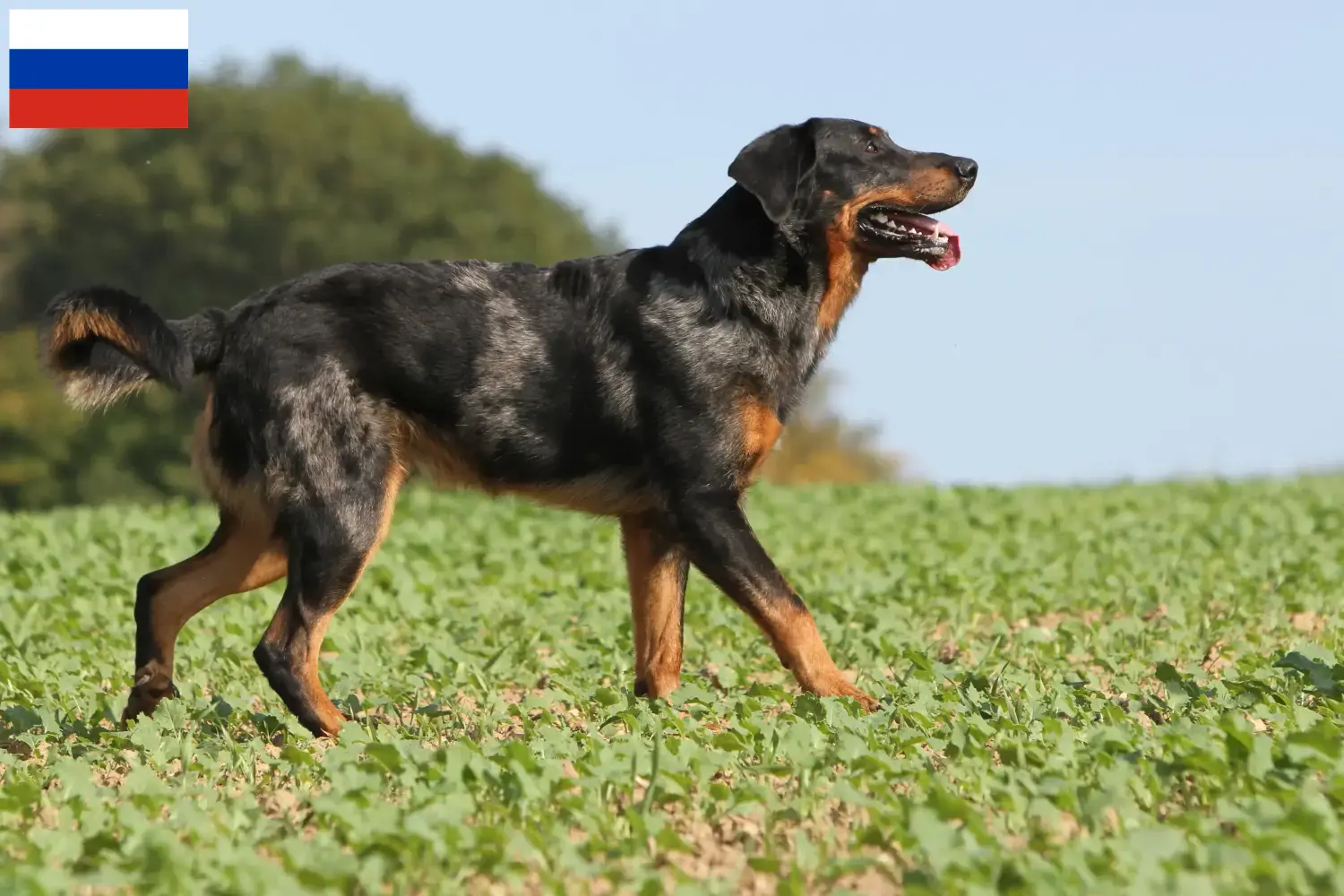 Read more about the article Hodowcy i szczenięta Beauceron w Rosja