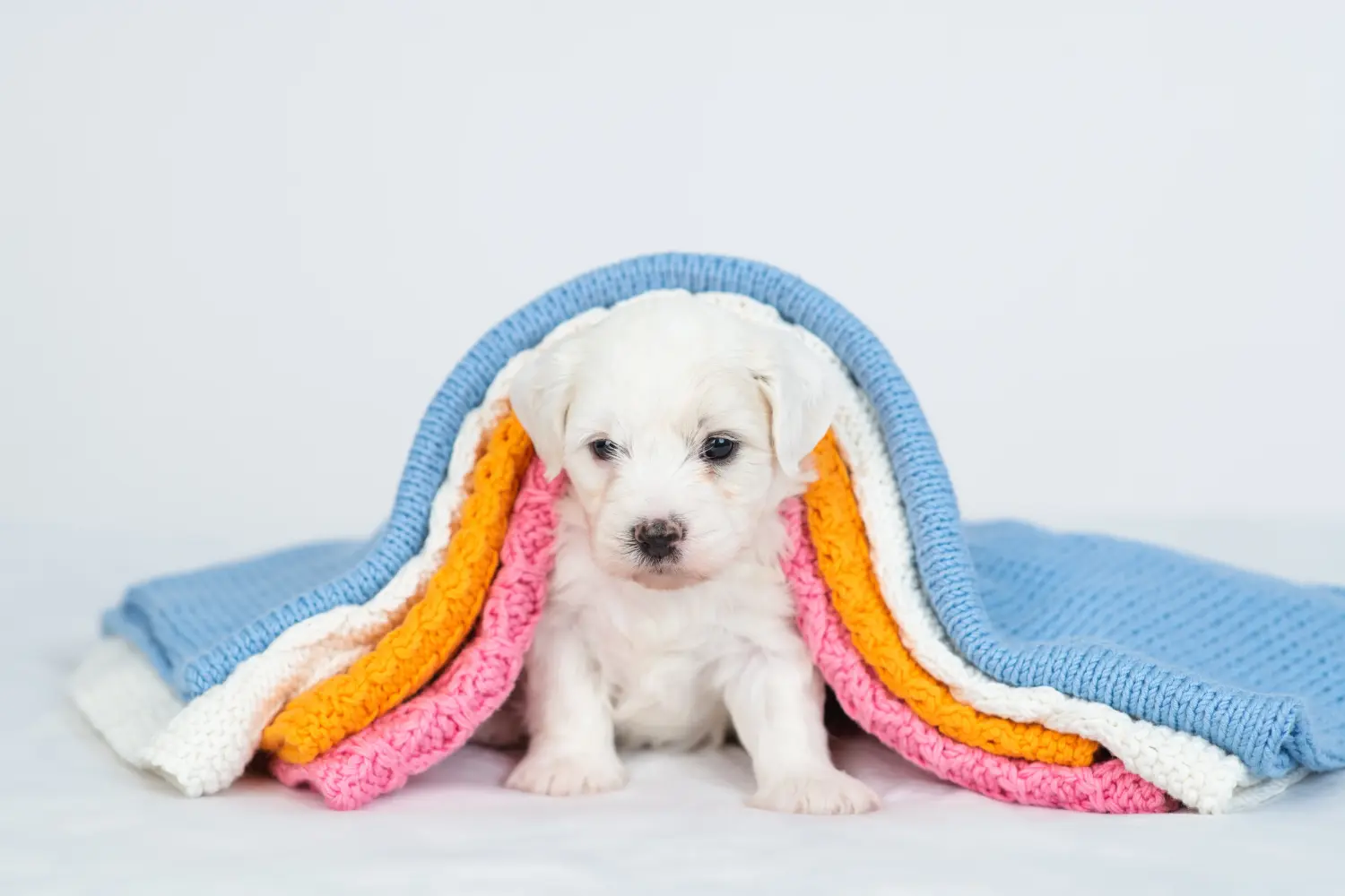Zakup szczeniaka rasy Bichon Frisé oznacza wzięcie na siebie odpowiedzialności! Kup szczenięta Bichon Frisé.