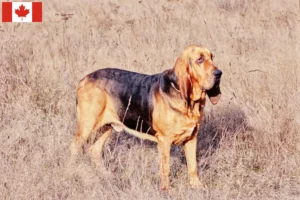 Read more about the article Hodowcy psów rasy Bloodhound i szczenięta w Kanada