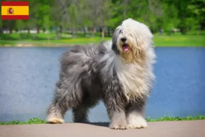 Read more about the article Hodowcy i szczenięta rasy bobtail w Hiszpania