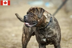 Read more about the article Hodowcy i szczenięta bullmastiff w Kanada