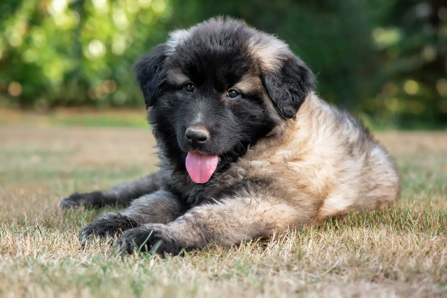 Kupno szczeniaka Cão Da Serra Da Estrela oznacza wzięcie na siebie odpowiedzialności! Kup szczenięta Cão Da Serra Da Estrela.