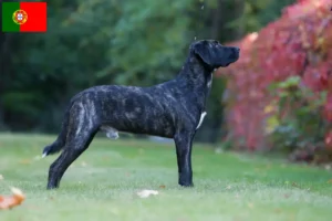 Read more about the article Cão Fila de São Miguel hodowcy i szczenięta w Portugalia