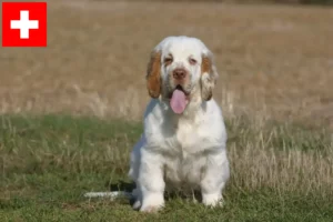 Read more about the article Hodowcy i szczenięta Clumber spaniel w Szwajcaria