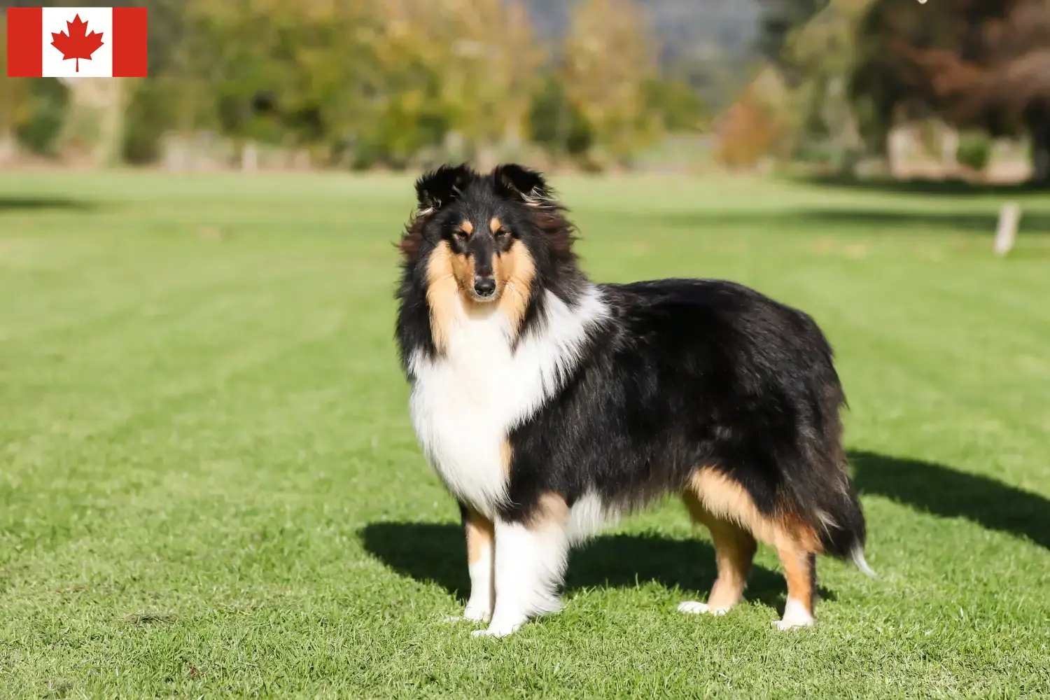 Szczenięta collie i hodowcy Kanada Tutaj znajdziesz hodowców rasy Collies w Kanada.