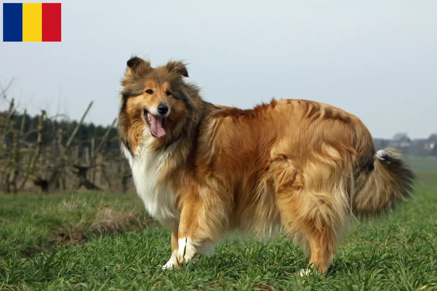 Collie szczenięta i hodowcy Rumunia Tutaj możesz znaleźć hodowców collie w Rumunia.