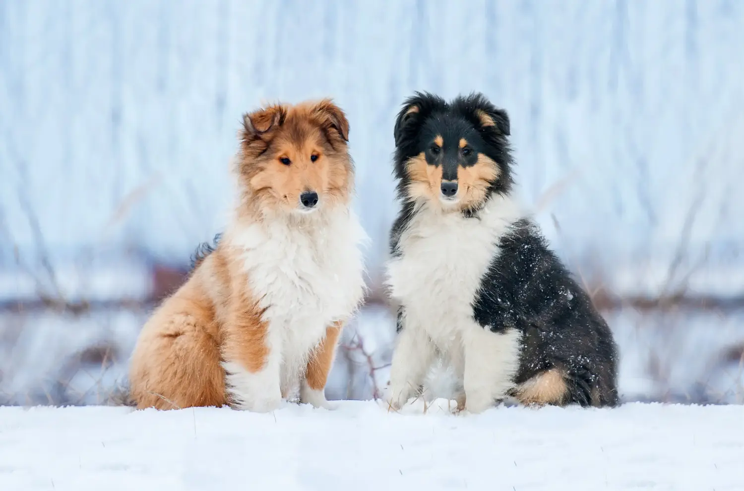 Kupno szczeniaka Collie oznacza wzięcie na siebie odpowiedzialności! Kup szczenięta rasy Collie.