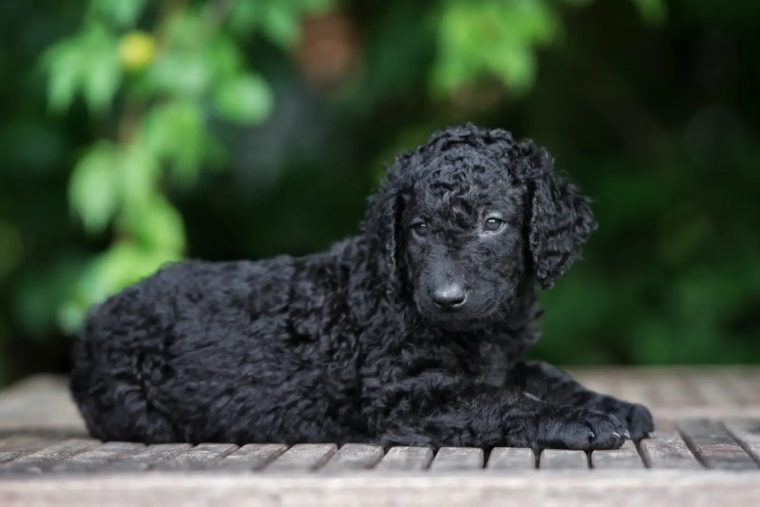 Zakup szczeniaka rasy Curly Coated Retriever oznacza wzięcie na siebie odpowiedzialności! Kup szczenięta rasy Retriever kędzierzawy.