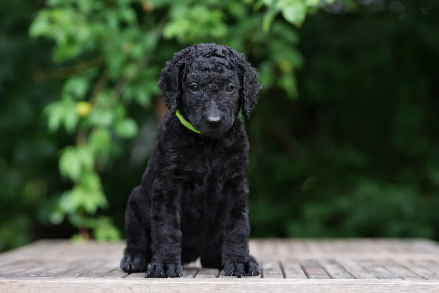 Zakup szczeniaka rasy Curly Coated Retriever oznacza wzięcie na siebie odpowiedzialności! Kup szczenięta rasy Retriever kędzierzawy.