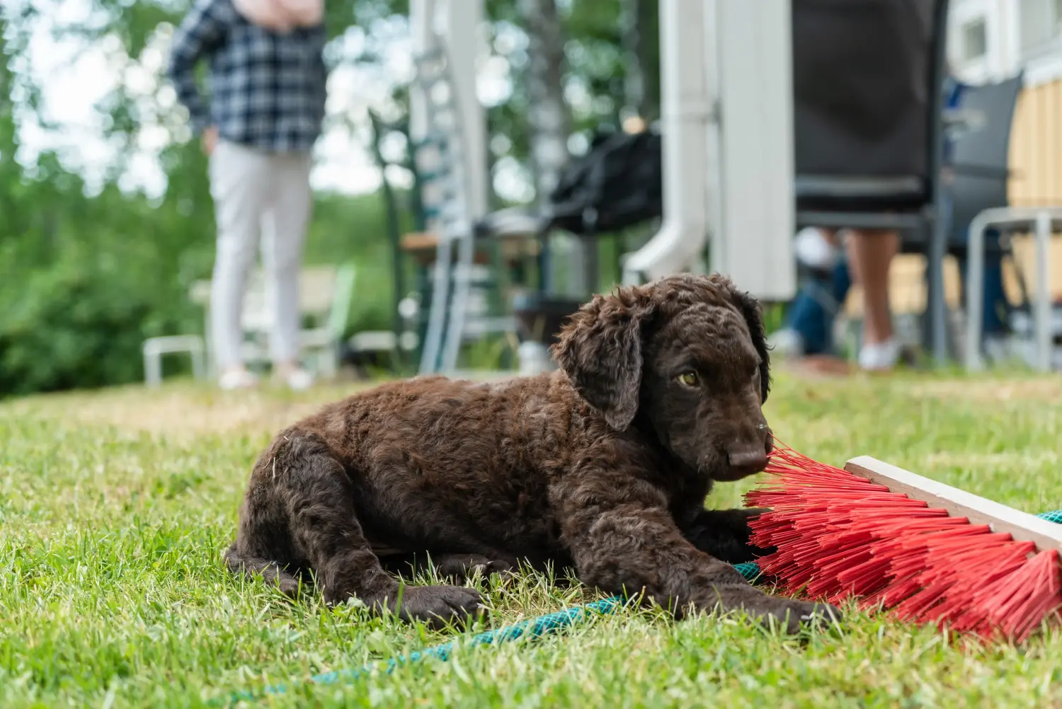 Zakup szczeniaka rasy Curly Coated Retriever oznacza wzięcie na siebie odpowiedzialności! Kup szczenięta rasy Retriever kędzierzawy.