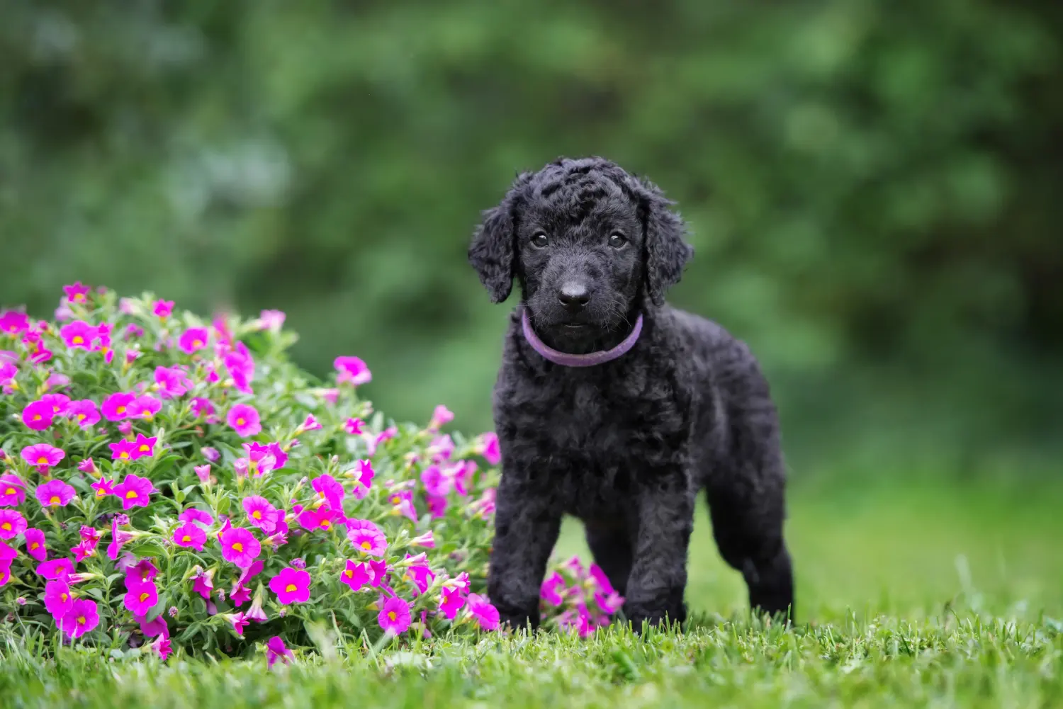 Zakup szczeniaka rasy Curly Coated Retriever oznacza wzięcie na siebie odpowiedzialności! Kup szczenięta rasy Retriever kędzierzawy.