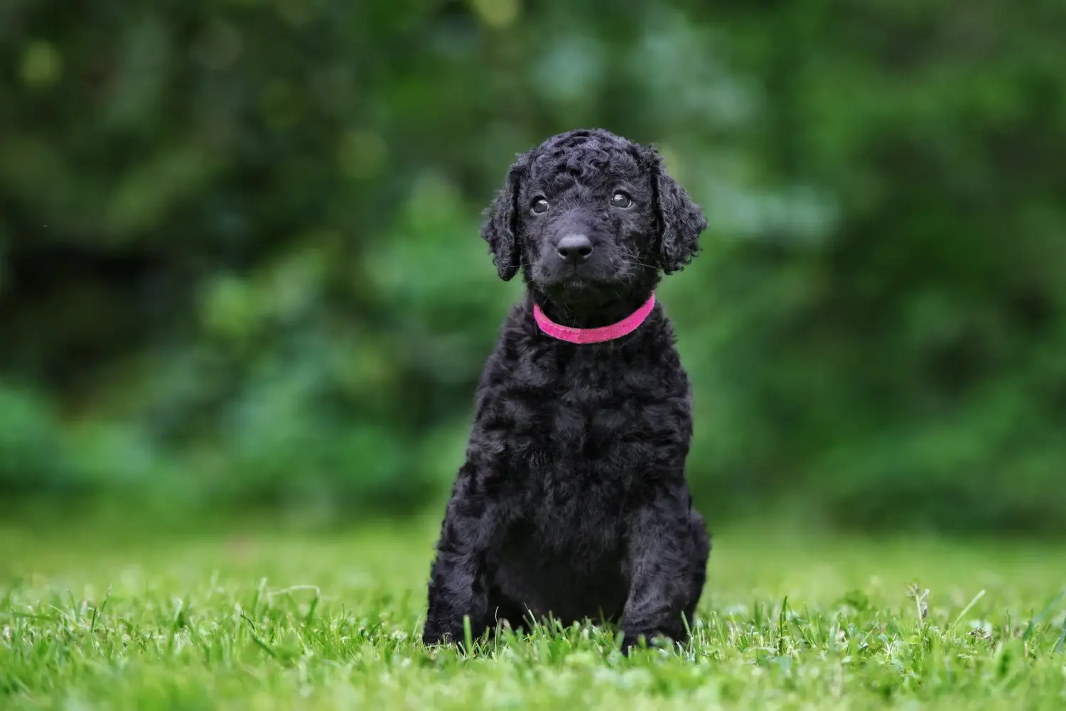 Zakup szczeniaka rasy Curly Coated Retriever oznacza wzięcie na siebie odpowiedzialności! Kup szczenięta rasy Retriever kędzierzawy.
