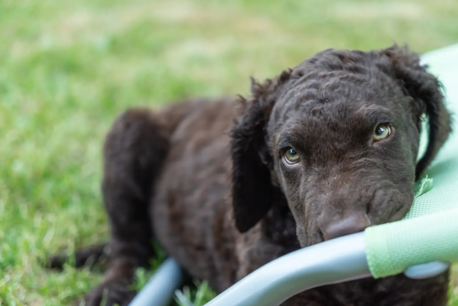 Zakup szczeniaka rasy Curly Coated Retriever oznacza wzięcie na siebie odpowiedzialności! Kup szczenięta rasy Retriever kędzierzawy.