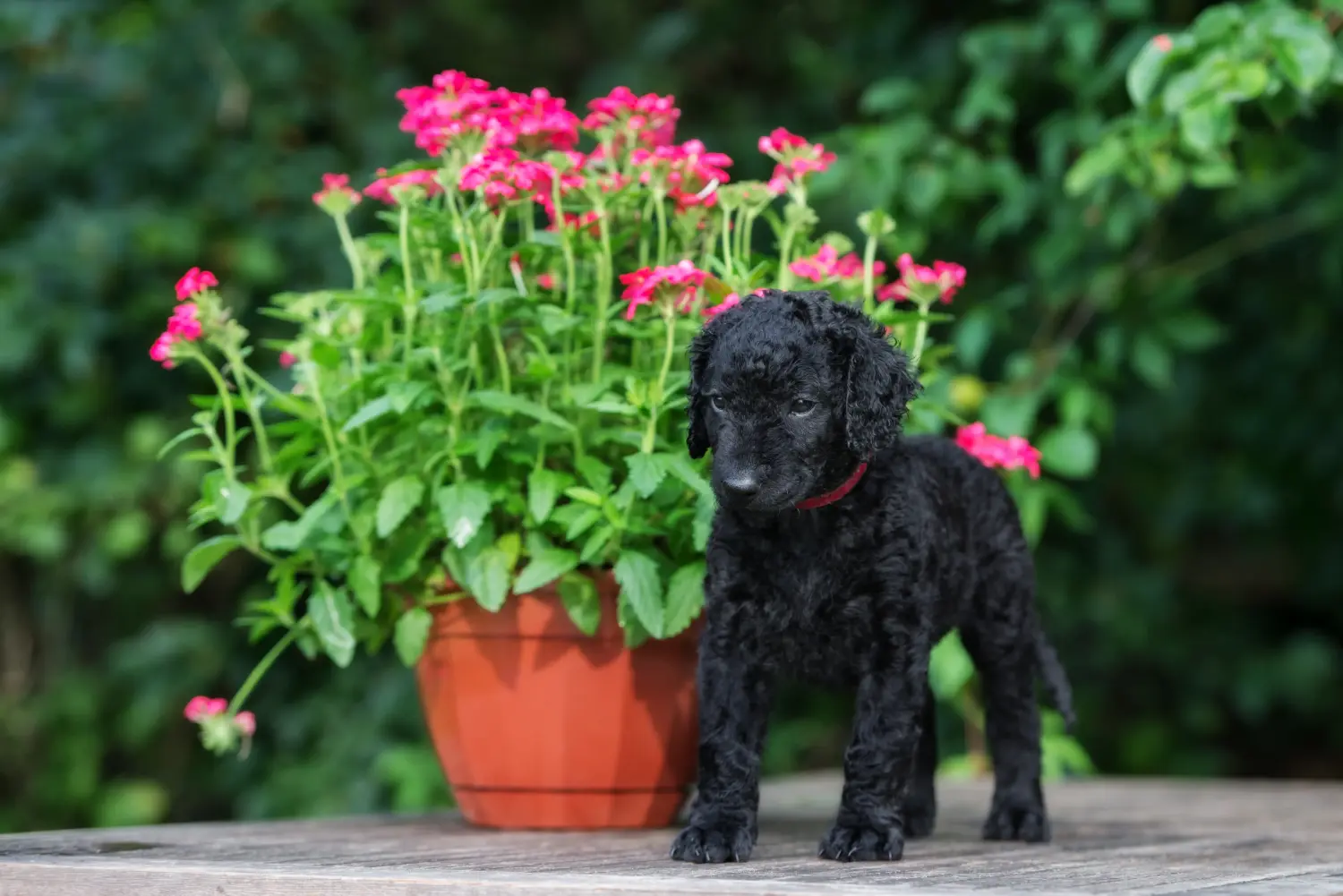 Zakup szczeniaka rasy Curly Coated Retriever oznacza wzięcie na siebie odpowiedzialności! Kup szczenięta rasy Retriever kędzierzawy.