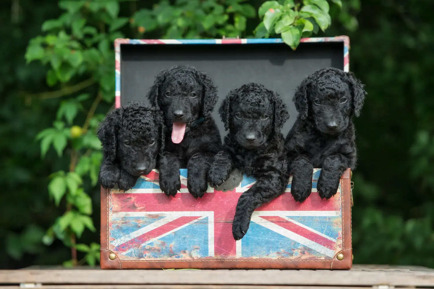 Zakup szczeniaka rasy Curly Coated Retriever oznacza wzięcie na siebie odpowiedzialności! Kup szczenięta rasy Retriever kędzierzawy.