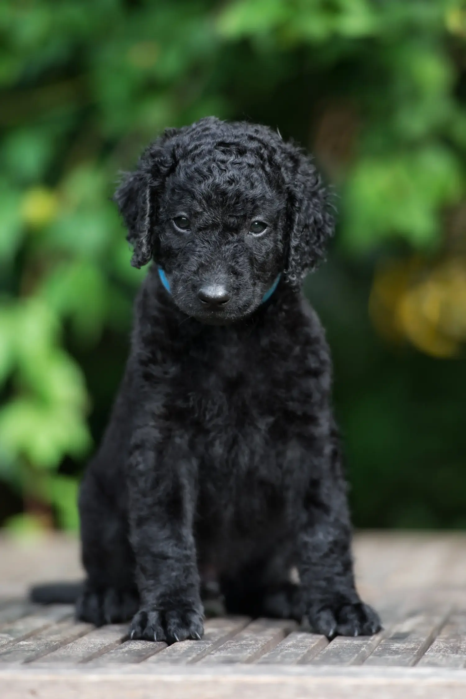 Zakup szczeniaka rasy Curly Coated Retriever oznacza wzięcie na siebie odpowiedzialności! Kup szczenięta rasy Retriever kędzierzawy.