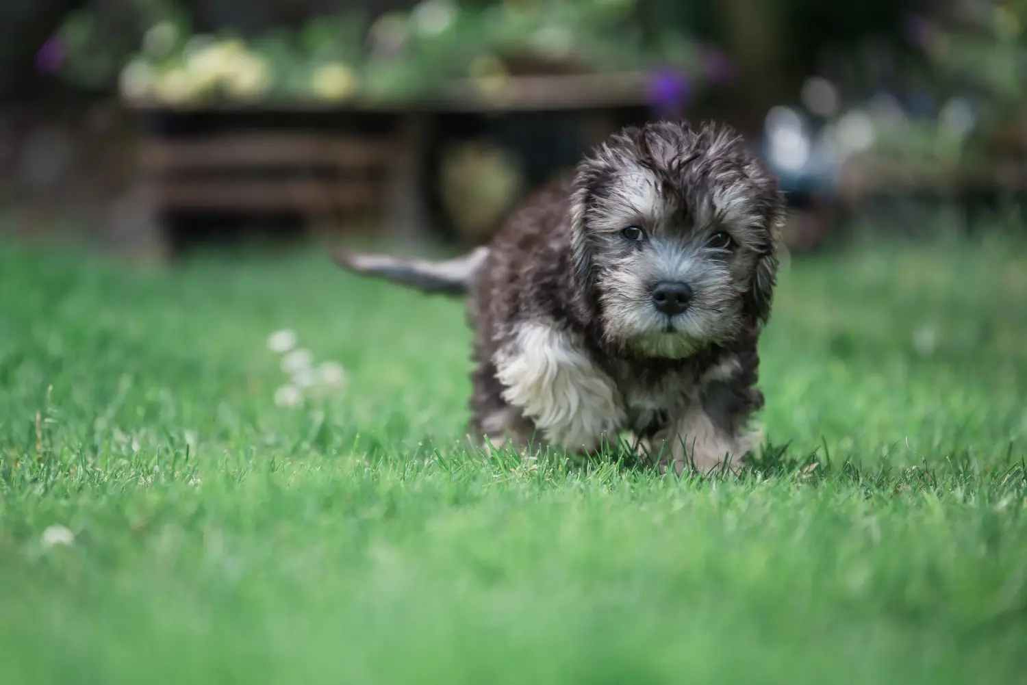 Kupno szczeniaka Dandie Dinmont Terriera oznacza wzięcie na siebie odpowiedzialności! Kup szczenięta Dandie Dinmont Terrier.