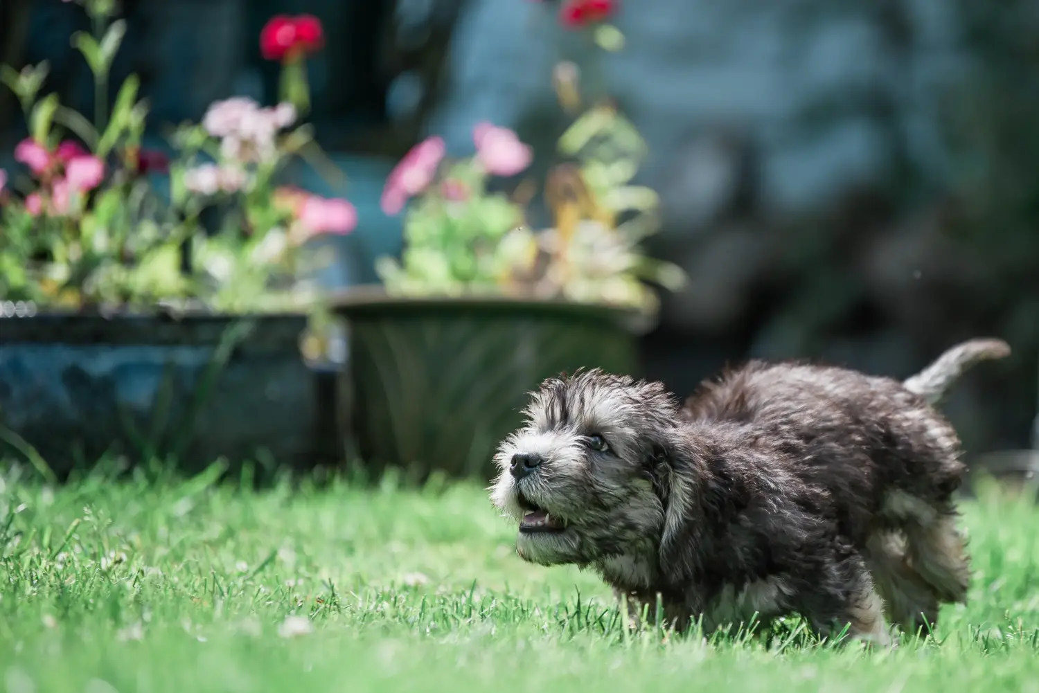 Kupno szczeniaka Dandie Dinmont Terriera oznacza wzięcie na siebie odpowiedzialności! Kup szczenięta Dandie Dinmont Terrier.