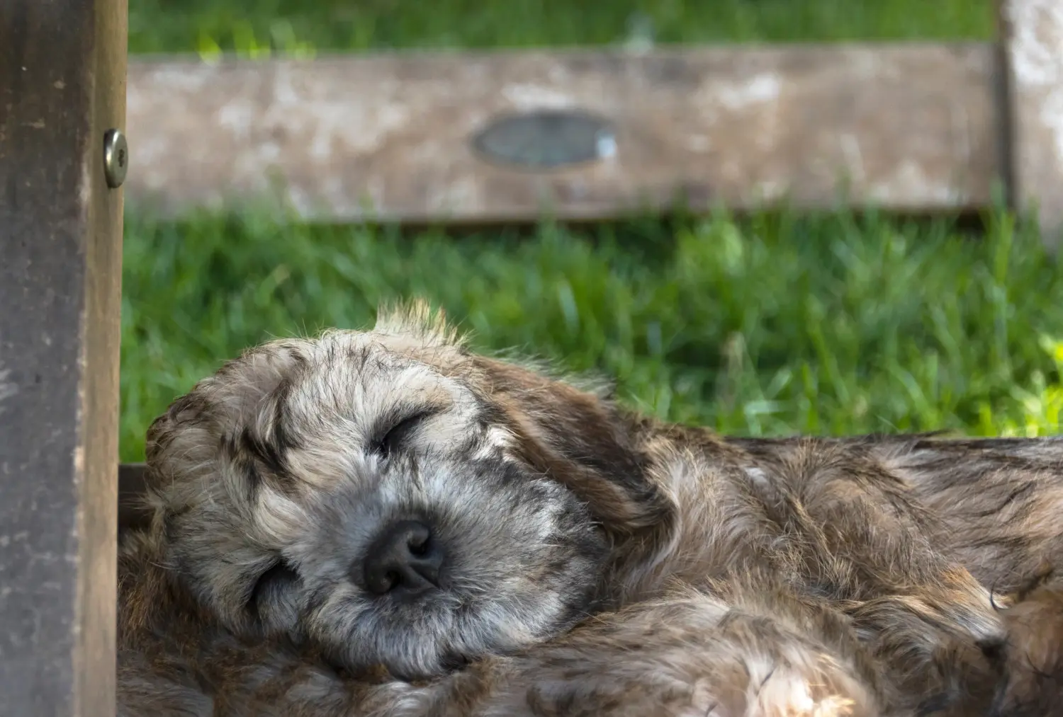 Kupno szczeniaka Dandie Dinmont Terriera oznacza wzięcie na siebie odpowiedzialności! Kup szczenięta Dandie Dinmont Terrier.