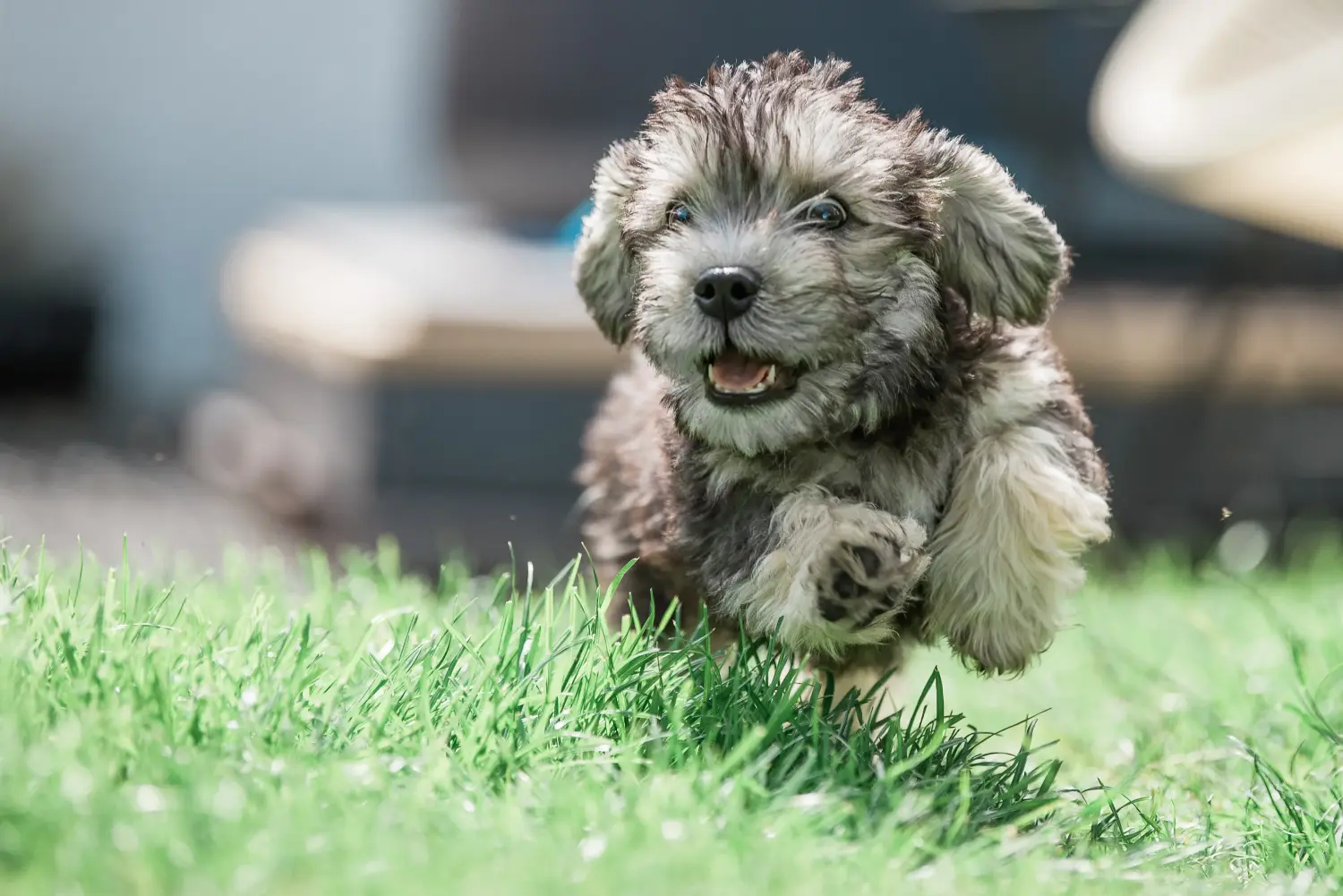 Kupno szczeniaka Dandie Dinmont Terriera oznacza wzięcie na siebie odpowiedzialności! Kup szczenięta Dandie Dinmont Terrier.