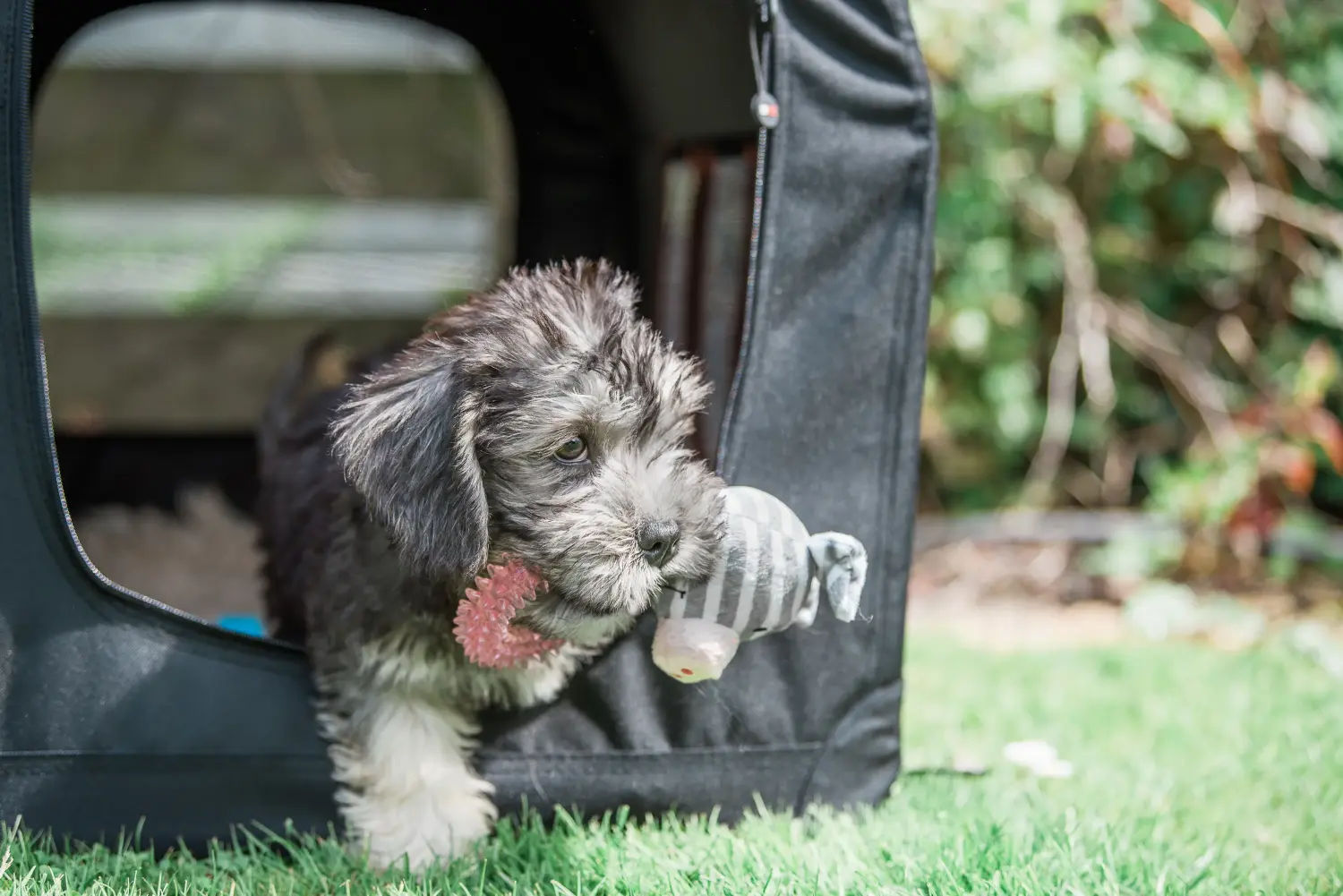 Kupno szczeniaka Dandie Dinmont Terriera oznacza wzięcie na siebie odpowiedzialności! Kup szczenięta Dandie Dinmont Terrier.