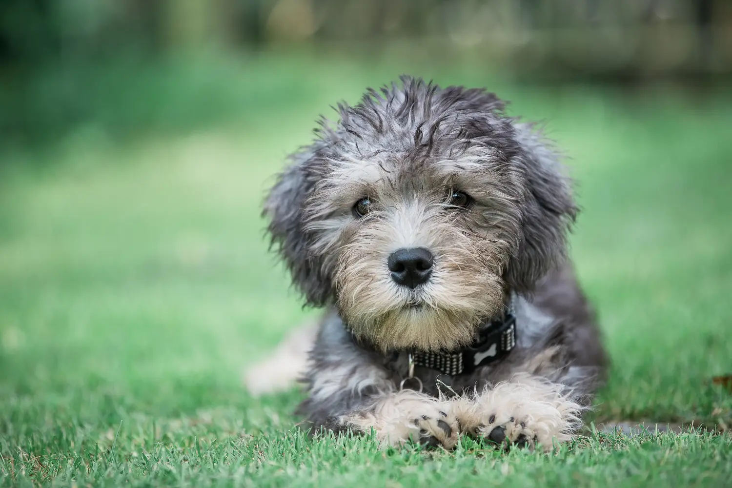 Kupno szczeniaka Dandie Dinmont Terriera oznacza wzięcie na siebie odpowiedzialności! Kup szczenięta Dandie Dinmont Terrier.