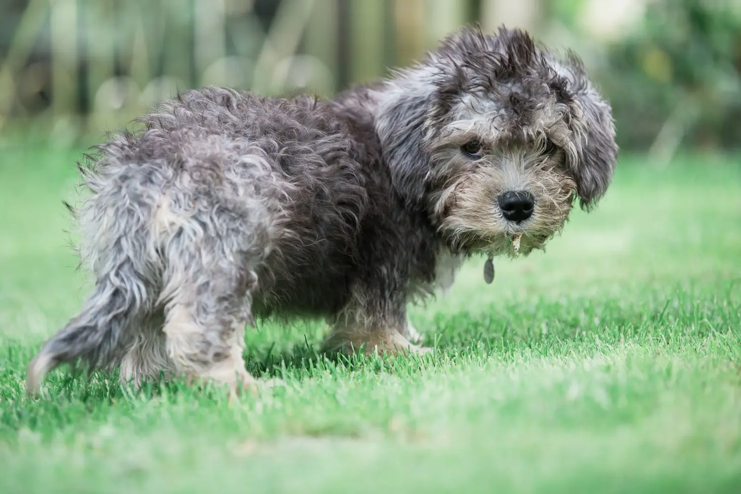 Kupno szczeniaka Dandie Dinmont Terriera oznacza wzięcie na siebie odpowiedzialności! Kup szczenięta Dandie Dinmont Terrier.