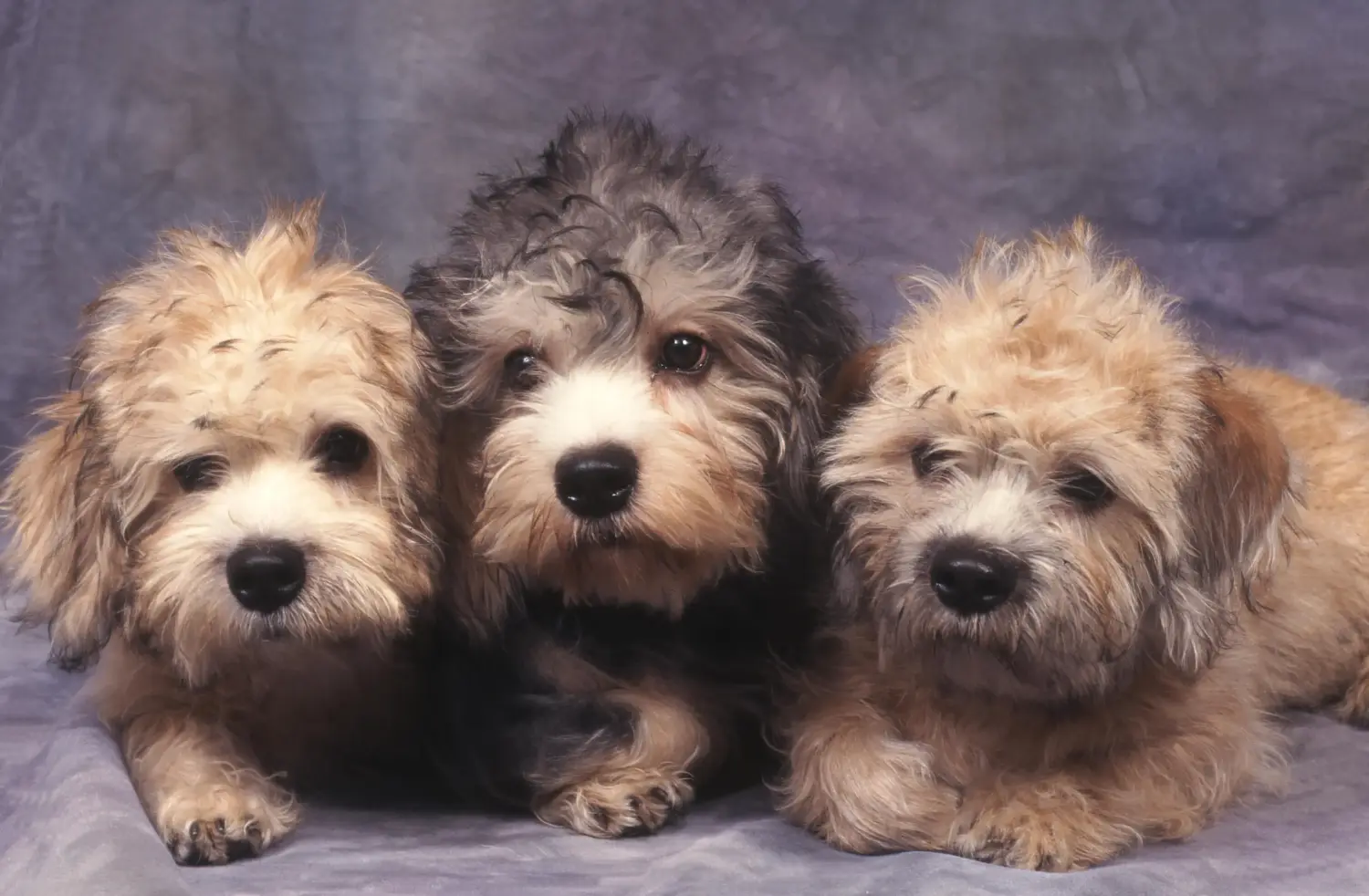 Kupno szczeniaka Dandie Dinmont Terriera oznacza wzięcie na siebie odpowiedzialności! Kup szczenięta Dandie Dinmont Terrier.