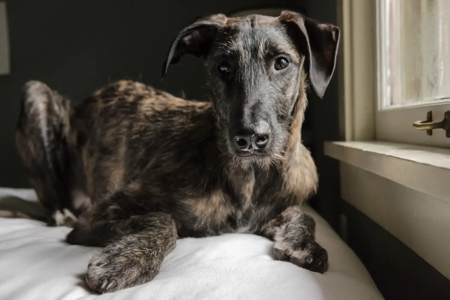 Kupno szczeniaka rasy Deerhound oznacza wzięcie na siebie odpowiedzialności! Kup szczenięta rasy Deerhound.