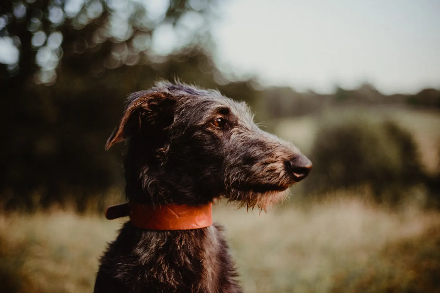 Kupno szczeniaka rasy Deerhound oznacza wzięcie na siebie odpowiedzialności! Kup szczenięta rasy Deerhound.