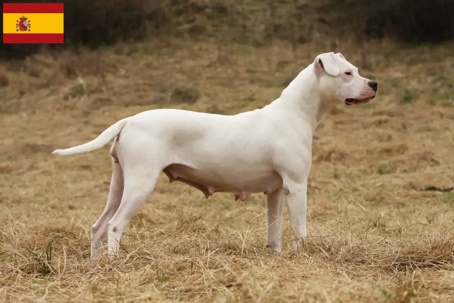 Read more about the article Hodowcy i szczenięta Dogo Argentino w Hiszpania