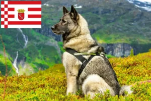 Read more about the article Hodowca psów rasy Elkhound norweski i szczeniąt w Brema