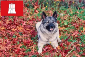 Read more about the article Hodowca psów rasy Elkhound norweski i szczeniąt w Hamburg