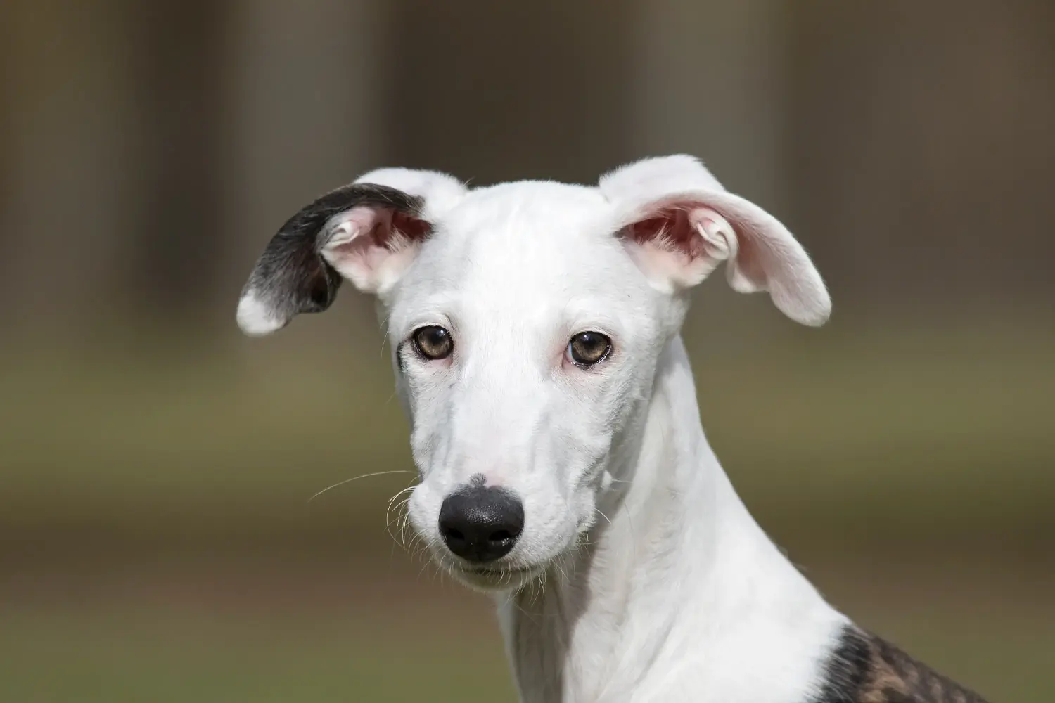 Kupno szczeniaka Galgo Espanol oznacza wzięcie na siebie odpowiedzialności! Kup szczenięta Galgo Espanol.
