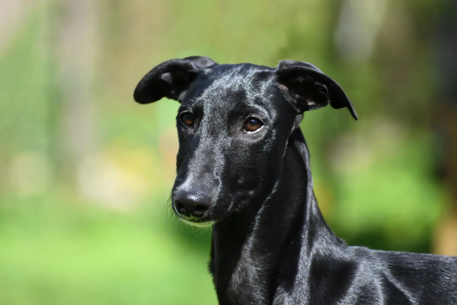 Kupno szczeniaka Galgo Espanol oznacza wzięcie na siebie odpowiedzialności! Kup szczenięta Galgo Espanol.
