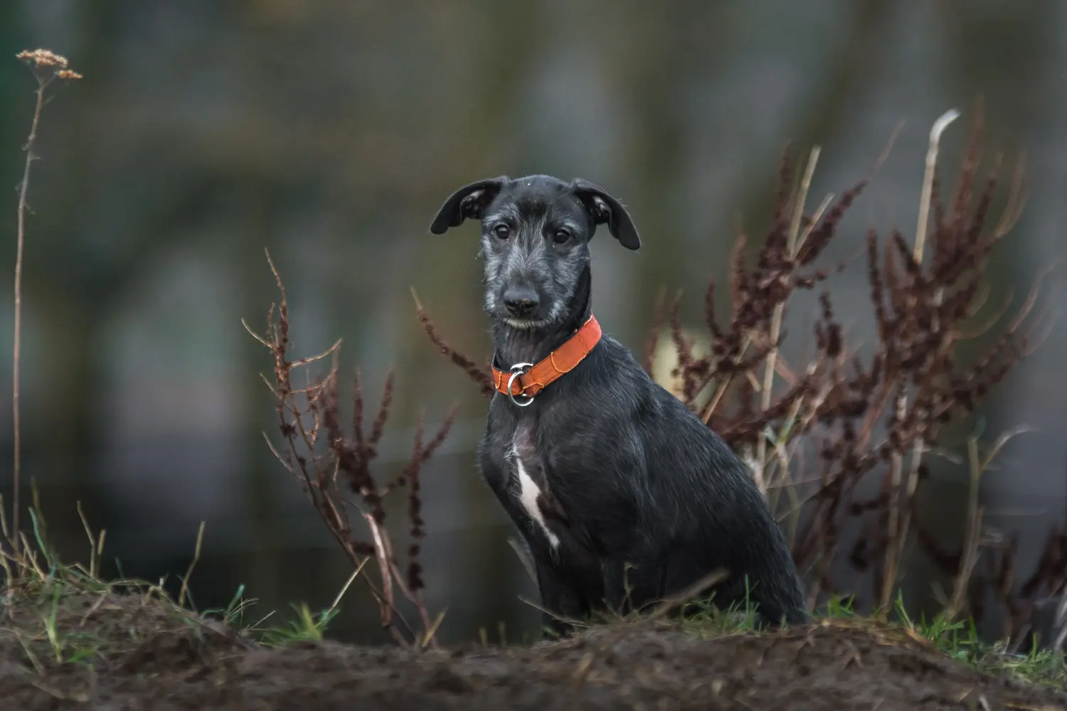Kupno szczeniaka Galgo Espanol oznacza wzięcie na siebie odpowiedzialności! Kup szczenięta Galgo Espanol.
