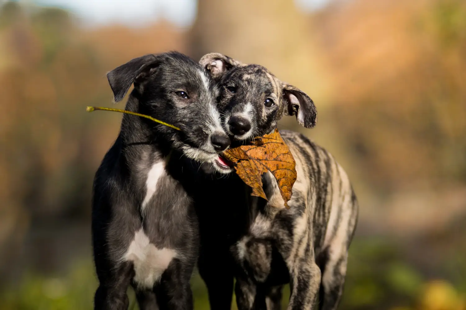Kupno szczeniaka Galgo Espanol oznacza wzięcie na siebie odpowiedzialności! Kup szczenięta Galgo Espanol.