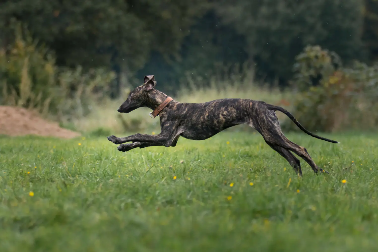 Kupno szczeniaka Galgo Espanol oznacza wzięcie na siebie odpowiedzialności! Kup szczenięta Galgo Espanol.
