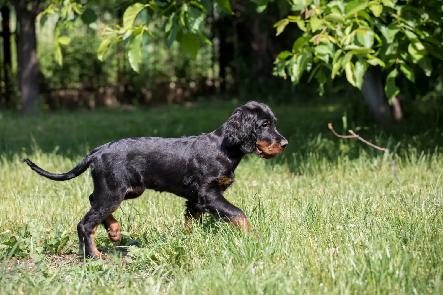 Zakup szczeniaka rasy Gordon Setter oznacza wzięcie na siebie odpowiedzialności! Kup szczenięta rasy seter gordoński.