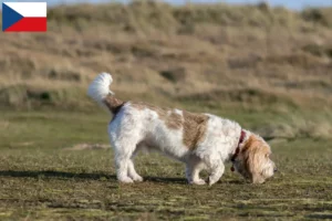 Read more about the article Hodowcy i szczenięta Grand basset griffon vendéen w Republika Czeska