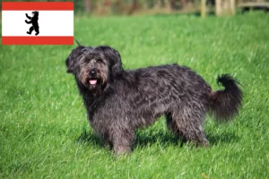Read more about the article Pudel owczy hodowcy i szczenięta w Berlin