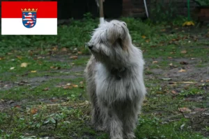 Read more about the article Pudel owczy hodowcy i szczenięta w Hesja