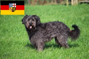 Read more about the article Pudel owczy hodowcy i szczenięta w Kraj Saary