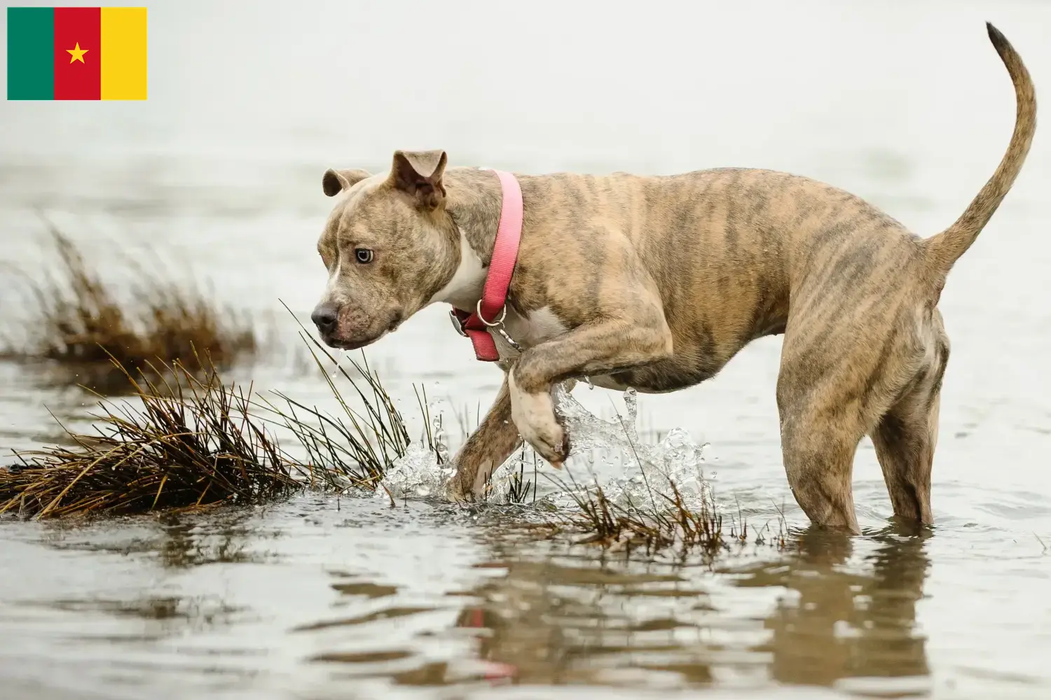 Read more about the article Hodowcy i szczenięta American Pit Bull Terrier w Kamerun