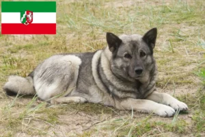 Read more about the article Hodowcy i szczenięta Elkhound norweski w Nadrenia Północna-Westfalia