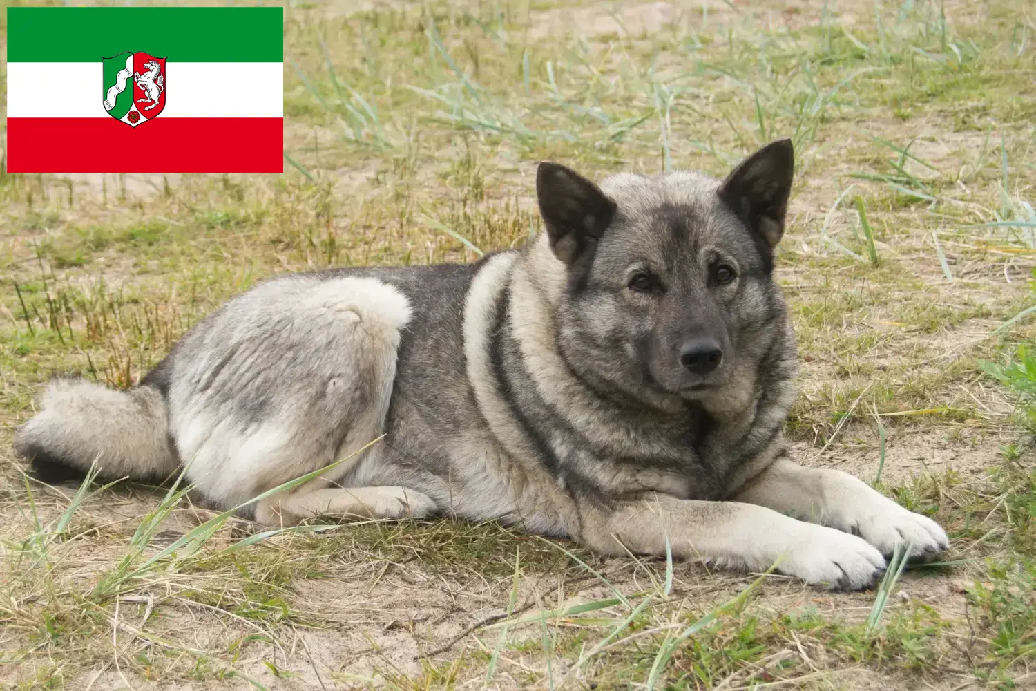 Szczeniaki i hodowcy Elkhound norweski Nadrenia Północna-Westfalia Tutaj znajdziesz hodowców rasy Elkhound norweski w Nadrenia Północna-Westfalia.