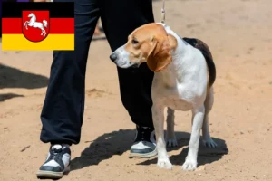 Read more about the article Hodowca psów nizinnych szwajcarskich i szczeniąt w Dolnej Saksonii