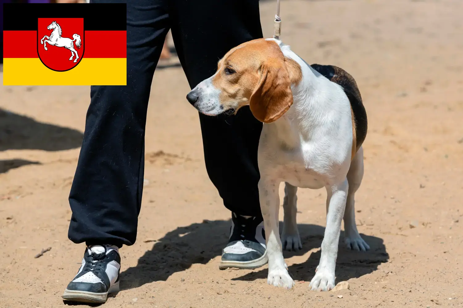 Szczenięta szwajcarskiego psa holenderskiego i hodowca Dolna Saksonia Tutaj znajdziesz hodowców rasy Szwajcarski pies nizinny w Dolna Saksonia.